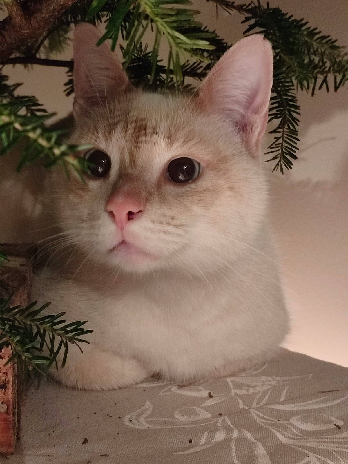 Moon participe au concours pour gagner de l'argent avec cette photo : carnivore, cat, conifer, domestic_short_haired_cat, fawn, felidae, flowerpot, fur, grass, holiday, iris, paw, photo_caption, plant, small_to_medium_sized_cats, snout, tail, tree, whiskers, window