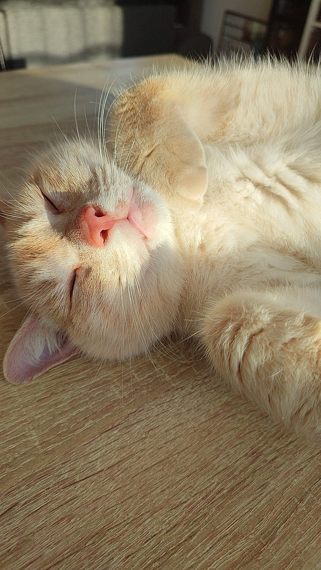 Moon a rejoint le concours — aidez-le/la à gagner de superbes lots ! carnivore, cat, claw, comfort, domestic_short_haired_cat, fang, fawn, felidae, fur, nap, paw, sleep, small_to_medium_sized_cats, snout, tail, terrestrial_animal, whiskers