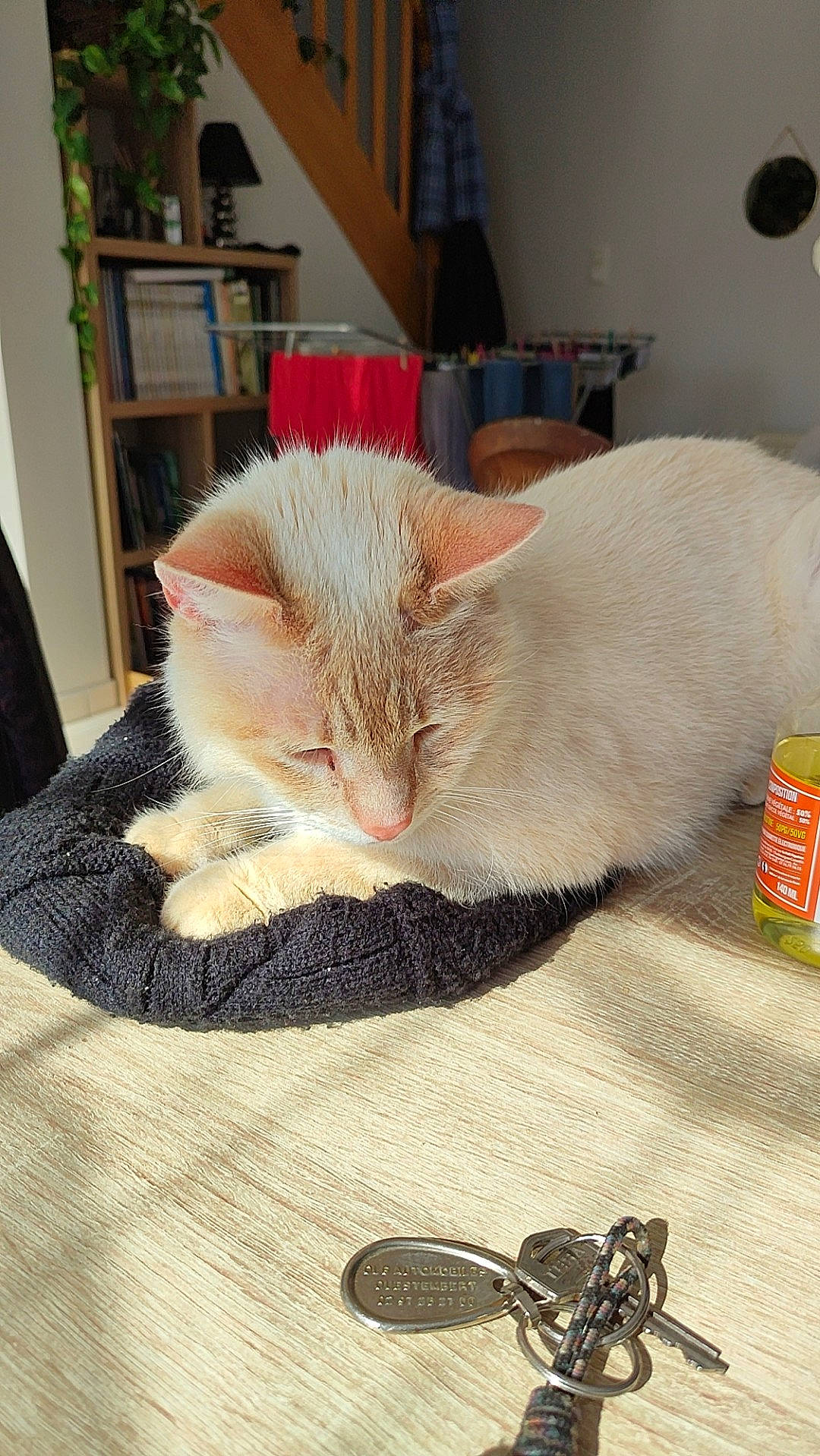 Moon participe au concours pour gagner de l'argent avec cette photo : aluminum_can, beverage_can, carnivore, cat, claw, comfort, domestic_short_haired_cat, fawn, felidae, flooring, fur, linens, nap, paw, picture_frame, small_to_medium_sized_cats, tail, tin_can, whiskers, wood