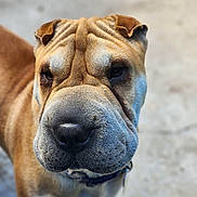 Amos joined the competition — help win amazing prizes! dog, close_up, wrinkles, brown_fur, folded_ears, snout, outdoor, pet, canine, curious, portrait, muzzle, collar, animal, friendly, looking_up, fur_texture, daylight, domestic_animal, companionship
