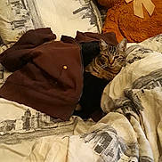 Noisette T a rejoint le concours — aidez-le/la à gagner de superbes lots ! fur, material, textile