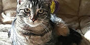Noisette T participe au concours pour gagner de l'argent avec cette photo : american_shorthair, carnivoran, cat, cat_like_mammal, domestic_short_haired_cat, dragon_li, european_shorthair, fauna, fur, kitten, small_to_medium_sized_cats, tabby_cat, whiskers