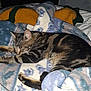 Noisette T a rejoint le concours — aidez-le/la à gagner de superbes lots ! carnivoran, cat, cat_like_mammal, domestic_short_haired_cat, fauna, kitten, mammal, nap, small_to_medium_sized_cats, vertebrate, whiskers