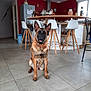 Shadow a rejoint le concours — aidez-le/la à gagner de superbes lots ! dog, german_shepherd, indoor, kitchen, floor, tile_floor, chair, counter, red_wall, window, modern_interior, pet, sitting, collar, happy, alert, ears_up, household, daylight, clean
