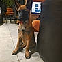 Shadow a rejoint le concours — aidez-le/la à gagner de superbes lots ! dog, puppy, indoor, floor, tile, ears, tongue, plant, furniture, sofa, television, living_room, pet, canine, sitting, brown, black, ears_up, cute, animal