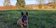 Shadow participe au concours pour gagner de l'argent avec cette photo : dog, belgian_malinois, grass, field, outdoor, nature, sky, clouds, trees, tongue_out, animal, pet, canine, summer, sunlight, landscape, happy, lying_down, greenery, scenic