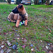 Shadow participe au concours pour gagner de l'argent avec cette photo : dog, puppy, grass, outdoor, toy, rope_toy, collar, fence, tree, trailer, rural, nature, stone, ground, pet, animal, canine, playing, resting, daylight