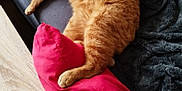 Raïka participe au concours pour gagner de l'argent avec cette photo : cat, orange_tabby, sleeping, couch, pillow, blanket, indoor, pet, feline, relaxed, cozy, fur, wooden_table, home, resting, domestic_animal, living_room, comfort, animal, soft_fabric