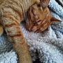 Raïka a rejoint le concours — aidez-le/la à gagner de superbes lots ! cat, ginger_cat, sleeping, nap, fluffy_blanket, cozy, pet, fur, whiskers, paw, striped, indoor, rest, relaxation, close_up, animal, cute, domestic_cat, soft_texture, peaceful
