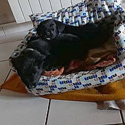 Rex Et Mickey participe au concours pour gagner de l'argent avec cette photo : canidae, carnivore, companion_dog, dog, dog_breed, non_sporting_group, schnauzer, sporting_group