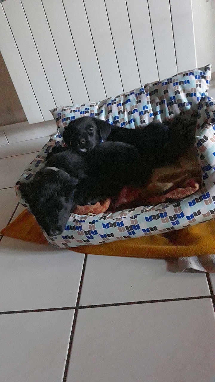 Rex Et Mickey