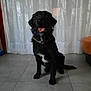 dog, black_dog, pet, indoor, tile_floor, curtain, white_curtain, collar, sitting, happy, mouth_open, fur, animal, companion, domestic, looking_up, floor, home, cute, friendly