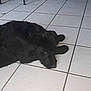 dog, black_dog, tile_floor, indoor, furniture, chair_legs, table_legs, floor, pet, animal, resting, laying_down, quiet, home, domestic, canine, fur, looking, shadow, relaxed