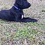 puppy, dog, black_dog, collar, grass, outdoor, field, building, window, air_conditioner, plant, weed, nature, pet, animal, side_view, young_dog, lying_down, calm, quiet
