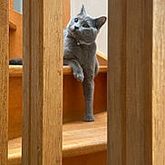 Mistigri participe au concours pour gagner de l'argent avec cette photo : cat, gray_cat, stairs, wooden_stairs, wooden_railings, pet, indoor, curious, paw, animal, feline, looking, sitting, home, domestic, cute, relaxed, single_animal, natural_light, quiet