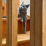 cat, gray_cat, stairs, wooden_stairs, wooden_railings, pet, indoor, curious, paw, animal, feline, looking, sitting, home, domestic, cute, relaxed, single_animal, natural_light, quiet