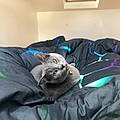 Talia R.