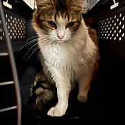 Purrple a rejoint le concours — aidez-le/la à gagner de superbes lots ! cat, feline, pet, animal, crate, indoor, whiskers, fur, brown, white, closeup, portrait, sitting, looking_down, plastic, cage, domestic, cute, curious, soft_light