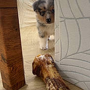 Tiana participe au concours pour gagner de l'argent avec cette photo : puppy, dog, bone, wooden_floor, couch, furniture, indoor, pet, curious, small_dog, living_room, cute, animal, canine, young_dog, floor, cozy, home, peeking, playful