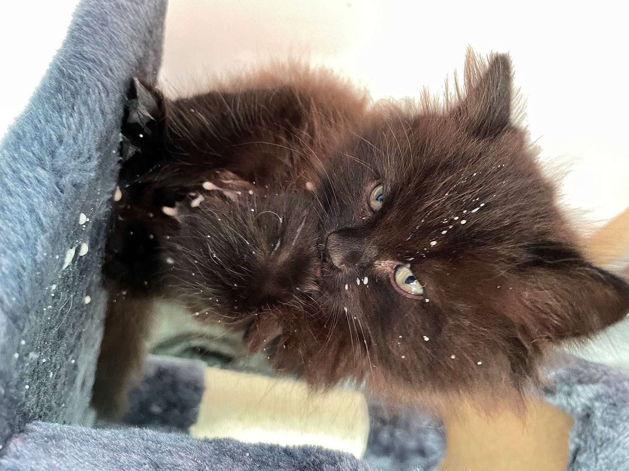 Spikey Mikey joined the competition — help win amazing prizes! canidae, carnivore, cat, claw, companion_dog, dog_breed, fawn, felidae, foot, fur, liver, paw, small_to_medium_sized_cats, snout, tail, terrestrial_animal, whiskers