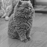 Mallow a rejoint le concours — aidez-le/la à gagner de superbes lots ! kitten, cat, fluffy, fur, pet, animal, indoor, wooden_floor, cute, small, young, curious, sitting, feline, mammal, domestic_animal, whiskers, ears, portrait, soft_focus