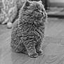 kitten, cat, fluffy, fur, pet, animal, indoor, wooden_floor, cute, small, young, curious, sitting, feline, mammal, domestic_animal, whiskers, ears, portrait, soft_focus