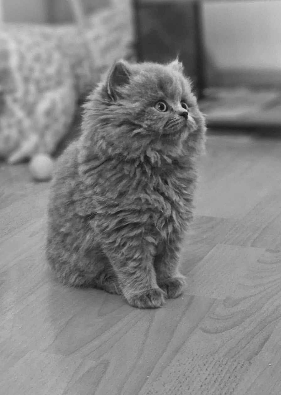Mallow a rejoint le concours — aidez-le/la à gagner de superbes lots ! kitten, cat, fluffy, fur, pet, animal, indoor, wooden_floor, cute, small, young, curious, sitting, feline, mammal, domestic_animal, whiskers, ears, portrait, soft_focus