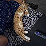 Tito joined the competition — help win amazing prizes! animal, blanket, cat, couch, cozy, domestic_cat, feline, floor, indoor, leg, leopard_print, orange_tabby, pattern, pet, pink_nose, relaxing, remote_control, resting, sleeping, tattoo