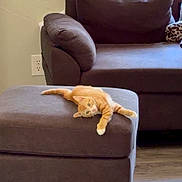 Tito is registered to the contest to win money with this photo: cardboard_box, cat, comfort, couch, cozy, curtains, daylight, domestic, furniture, home, indoor, living_room, orange_tabby, ottoman, pet, playful, relaxed, stretching, window, wooden_floor