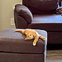 cardboard_box, cat, comfort, couch, cozy, curtains, daylight, domestic, furniture, home, indoor, living_room, orange_tabby, ottoman, pet, playful, relaxed, stretching, window, wooden_floor