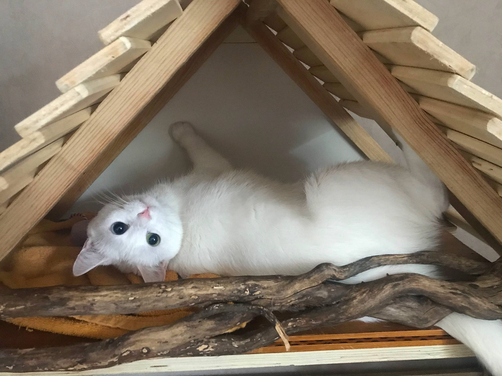 Orkane a rejoint le concours — aidez-le/la à gagner de superbes lots ! bird, snowy_owl