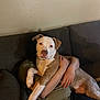 Ghost joined the competition — help win amazing prizes! dog, pitbull, pet, couch, sofa, person, arm, hand, living_room, indoor, wall, brown_and_white_fur, collar, paw, eyes, nose, hug, relaxed, sitting, portrait