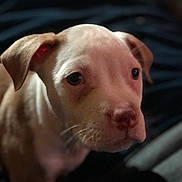 Ghost is registered to the contest to win money with this photo: dog, puppy, close_up, portrait, pet, face, ears, whiskers, eyes, nose, fur, brown_and_white, indoor, blanket, bed, soft_lighting, blurred_background, shallow_depth_of_field, cute, domestic_animal