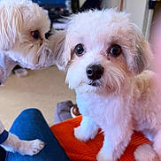 Kobe is registered to the contest to win money with this photo: dog, puppy, small_dog, white_fur, fluffy, pet, close_up, face, eyes, nose, paw, indoor, orange_blanket, jeans, sitting, looking_at_camera, companion, fur_texture, cute, domestic