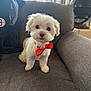 Loki is registered to the contest to win money with this photo: dog, puppy, pet, white_fur, bow_tie, orange_bow, sofa, couch, sitting, portrait, indoor, cute, small_dog, fluffy, round_eyes, black_nose, paw, living_room, fabric_texture, furnished
