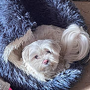 Loki joined the competition — help win amazing prizes! dog, small_dog, white_dog, pet, pet_bed, fluffy, cozy, cute, looking_up, pink_nose, fur, curled_tail, indoor, shaggy_bed, canine, companion, adorable, resting, bedroom_floor, portrait