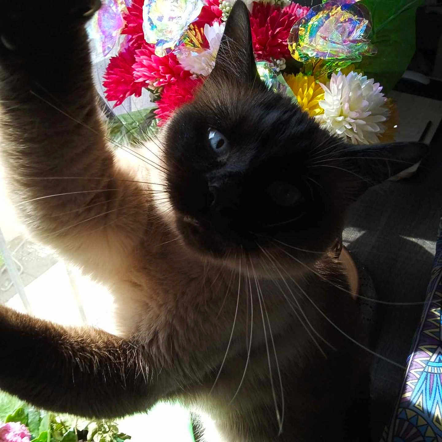 Bert a rejoint le concours — aidez-le/la à gagner de superbes lots ! animal, cat, closeup, colorful, curious, decor, domestic, feline, flower_bouquet, houseplant, indoor, nature, pet, playful, shadow, siamese_cat, sunlight, vibrant, whiskers, window