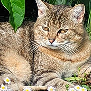 Mimi a rejoint le concours — aidez-le/la à gagner de superbes lots ! cat, tabby, flower, daisy, greenery, plant, outdoor, sunlight, nature, animal, feline, resting, grass, leaf, pet, summer, closeup, wildlife, cute, peaceful