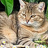 cat, tabby, flower, daisy, greenery, plant, outdoor, sunlight, nature, animal, feline, resting, grass, leaf, pet, summer, closeup, wildlife, cute, peaceful
