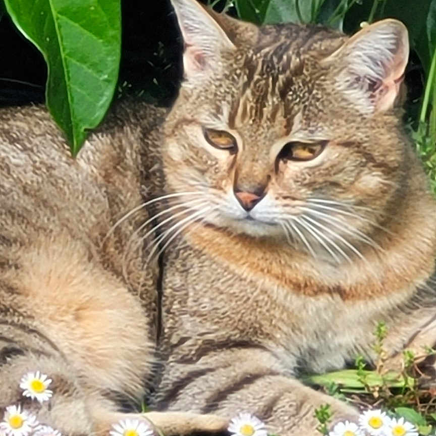 Mimi a rejoint le concours — aidez-le/la à gagner de superbes lots ! cat, tabby, flower, daisy, greenery, plant, outdoor, sunlight, nature, animal, feline, resting, grass, leaf, pet, summer, closeup, wildlife, cute, peaceful