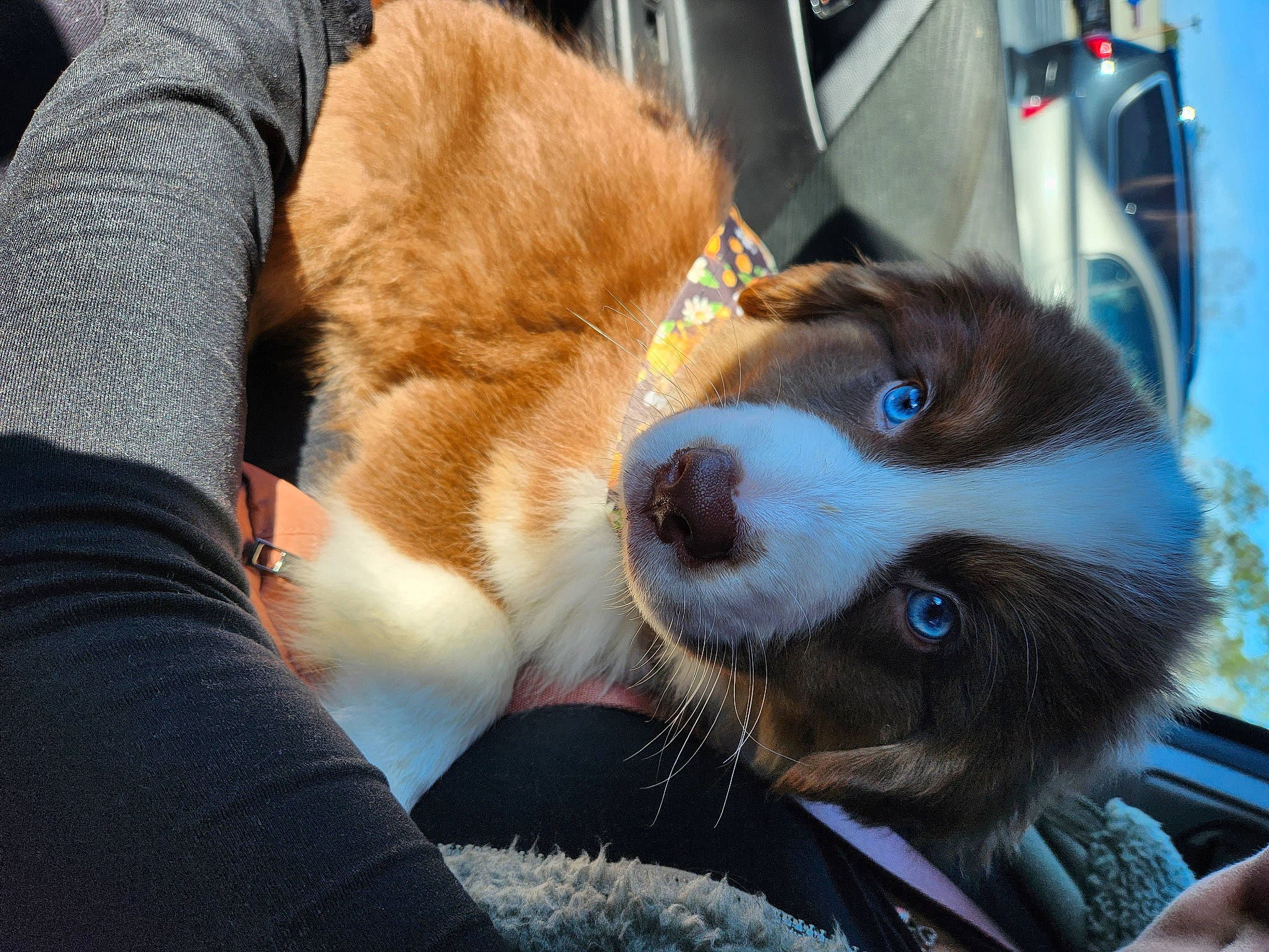 Dionysus is registered to the contest to win money with this photo: canidae, carnivore, collar, comfort, companion_dog, dog, dog_breed, eyewear, fawn, fur, goggles, herding_dog, non_sporting_group, sporting_group, sunglasses, vehicle_door, whiskers, working_animal, working_dog