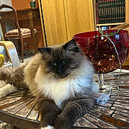 Azur participe au concours pour gagner de l'argent avec cette photo : cat, long_hair_cat, feline, pet, indoor, table, mosaic_table, decorative_bowl, glass_bowl, fluffy_fur, white_paws, paws, whiskers, relaxed, portrait, living_room, bookshelf, wooden_chair, carpet, cozy