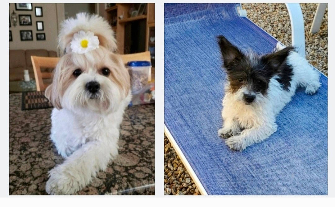 Dazey is registered to the contest to win money with this photo: canidae, carnivore, companion_dog, dog, dog_breed, dog_supply, fur, non_sporting_group, pattern, plant, puppy, shih_tzu, small_terrier, snout, sporting_group, tail, terrier, toy_dog, wall_plate, working_animal