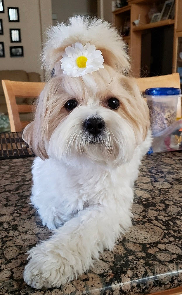 Dazey joined the competition — help win amazing prizes! canidae, carnivore, companion_dog, dog, dog_breed, fur, glasses, mal_shi, maltepoo, non_sporting_group, puppy, shih_poo, small_terrier, snout, sporting_group, terrier, toy_dog, working_animal, yorkipoo