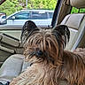 dog, car_interior, leather_seat, window, greenery, long_hair, pet, animal, canine, ears, fur, relaxing, seat, daylight, side_view_mirror, vehicle, transport, companion, cute, portrait