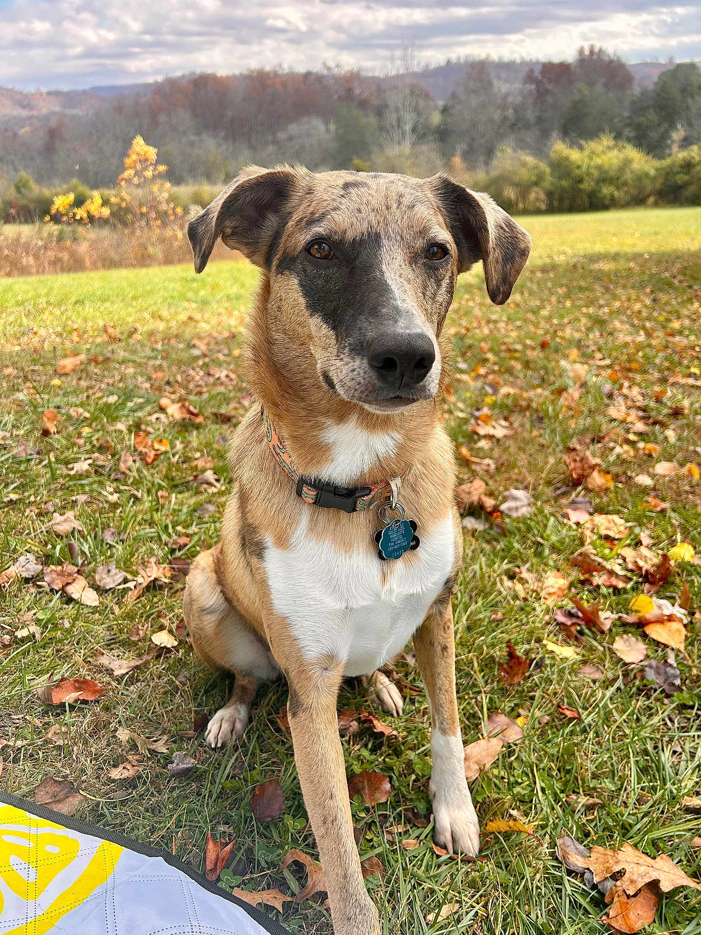Remi is registered to the contest to win money with this photo: dog, brindle_coat, collar, tag, grass, autumn_leaves, outdoor, field, trees, hills, cloudy_sky, nature, pet, animal, sitting, portrait, canine, fall, scenic, daytime