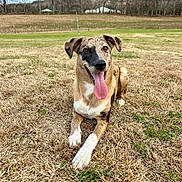 Remi is registered to the contest to win money with this photo: dog, canine, animal, pet, tongue_out, outdoor, grass, field, nature, happy, laying_down, brown_coat, white_paws, ears, face, sky, trees, hill, rural, daytime