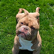 Sploot is registered to the contest to win money with this photo: animal, brown_dog, canine, curious, daylight, dog, ears, grass, lawn, lying_down, muscular, muzzle, nature, outdoor, pet, relaxed, short_hair, sunny, tongue_hidden, wrinkled_face