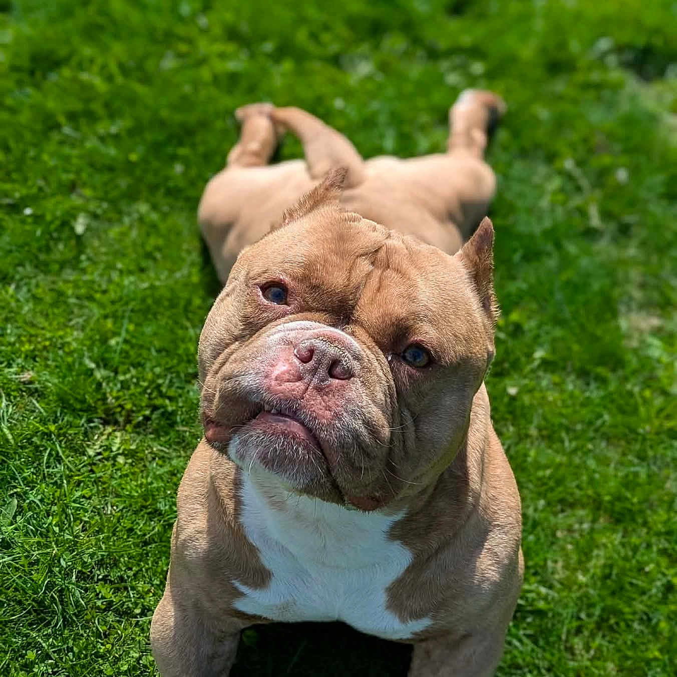 Sploot is registered to the contest to win money with this photo: animal, brown_dog, canine, curious, daylight, dog, ears, grass, lawn, lying_down, muscular, muzzle, nature, outdoor, pet, relaxed, short_hair, sunny, tongue_hidden, wrinkled_face