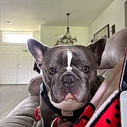 Thor is registered to the contest to win money with this photo: dog, french_bulldog, pet, indoor, couch, blanket, living_room, curious, close_up, face, ears, brown_eyes, fur, collar, harness, home, furniture, wall_art, light_fixture, door